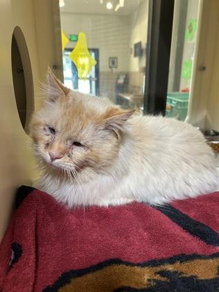 Enlarge Torsten, a ADOPTABLE Himalayan in Hamilton, MT image 5/6