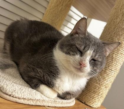 Hudson, Adoptable, Young Male Domestic Short Hair & Domestic Short Hair.