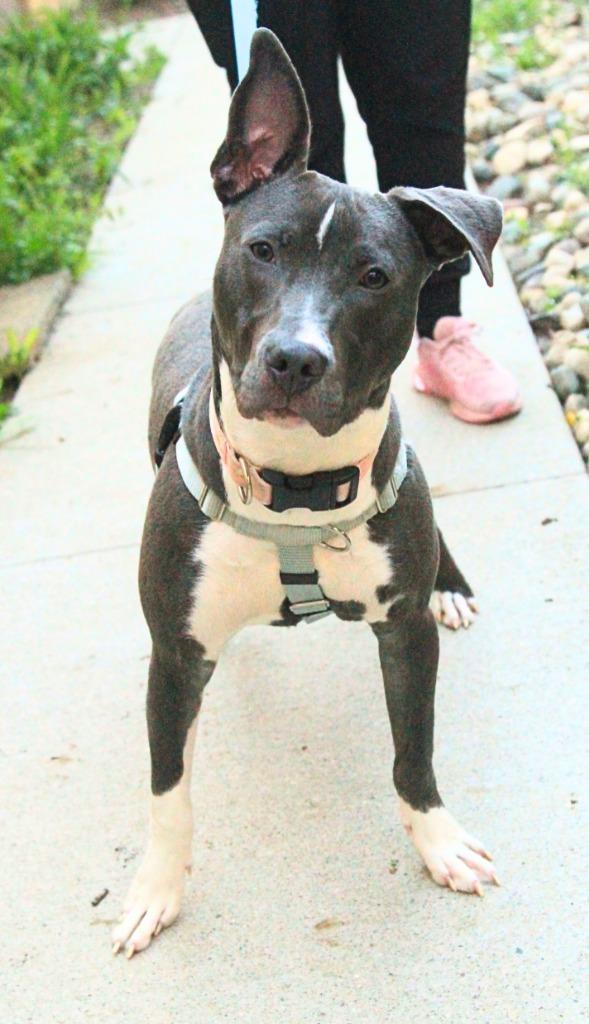 Enlarge Zazi, a Adoptable mixed breed in Utica, MI image 1/5
