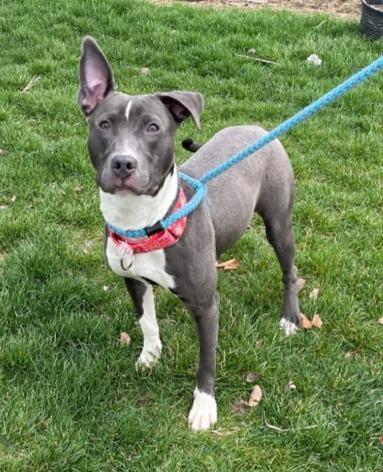 Enlarge Zazi, a Adoptable mixed breed in Utica, MI image 2/5