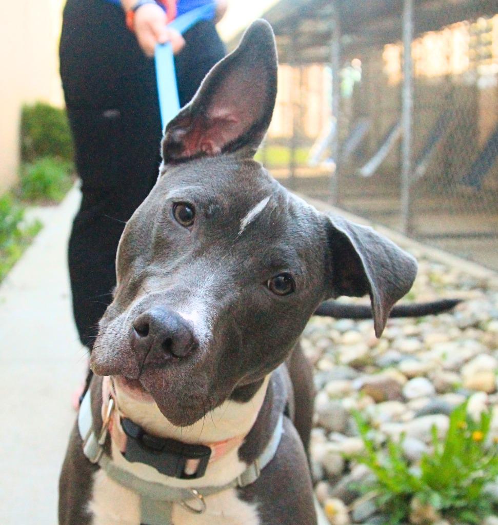 Enlarge Zazi, a Adoptable mixed breed in Utica, MI image 3/5