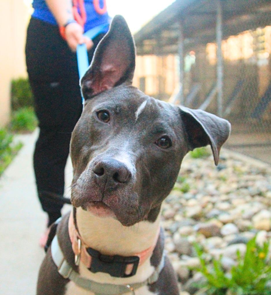 Enlarge Zazi, a Adoptable mixed breed in Utica, MI image 5/5