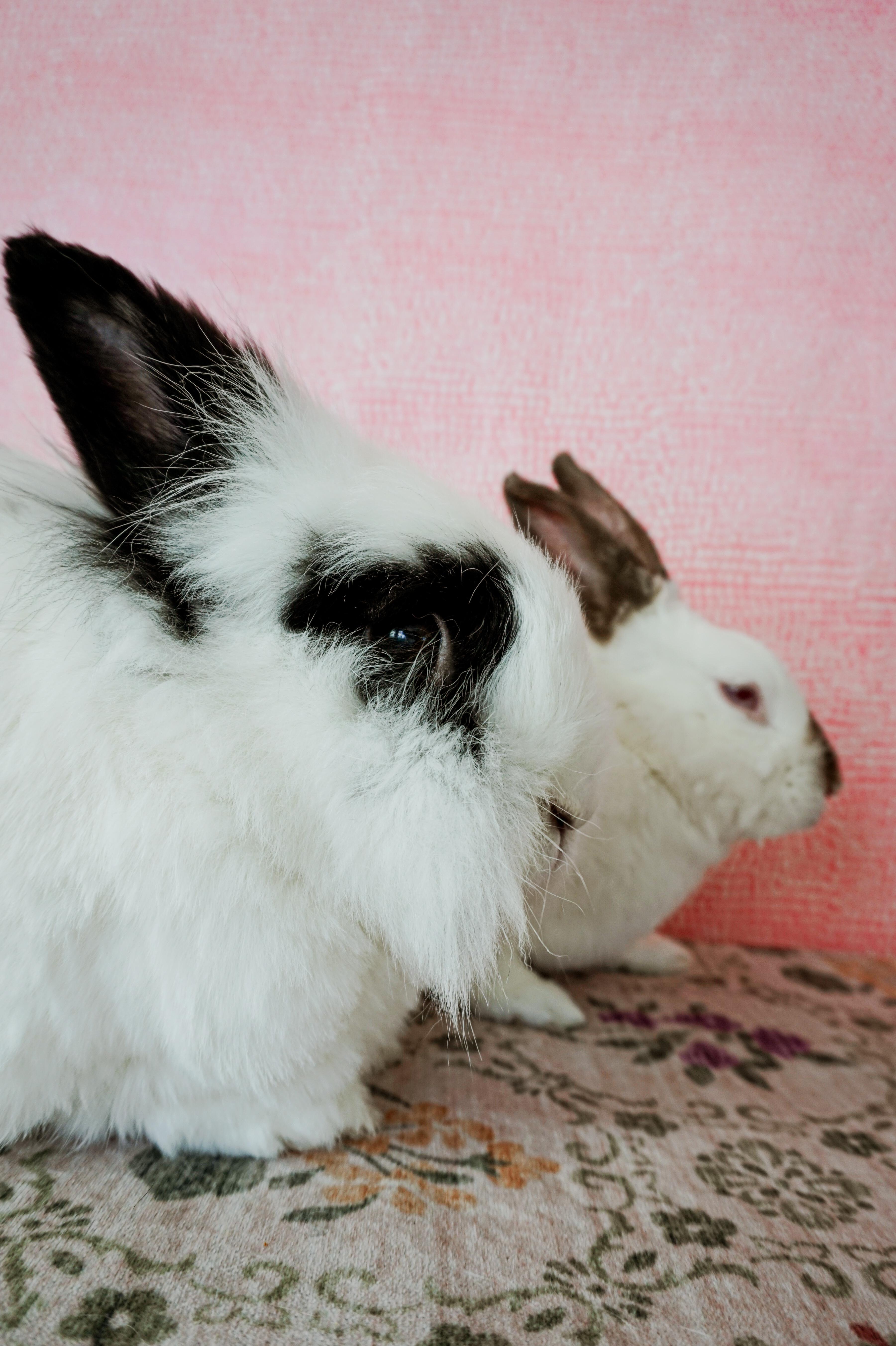 Enlarge Owen, a Adoptable Californian in Long Beach, CA image 4/5