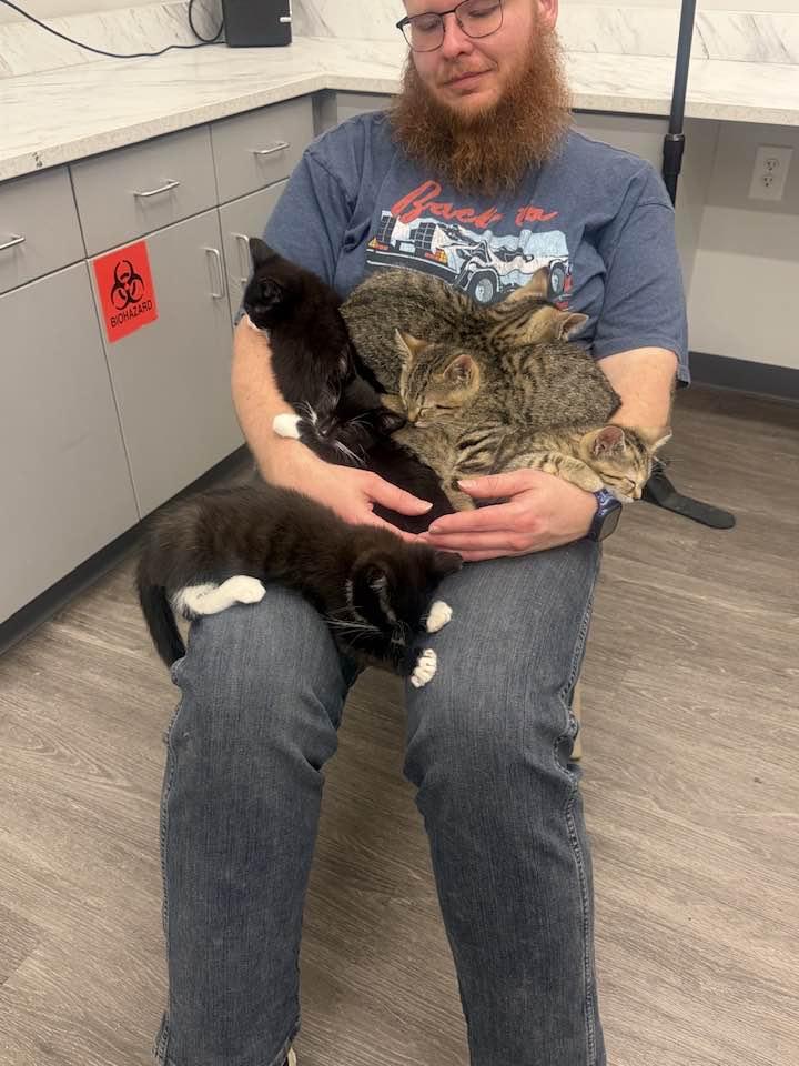 Enlarge Phillip Carlyle, an adopted Domestic Short Hair in Cleveland, OH image 5/6