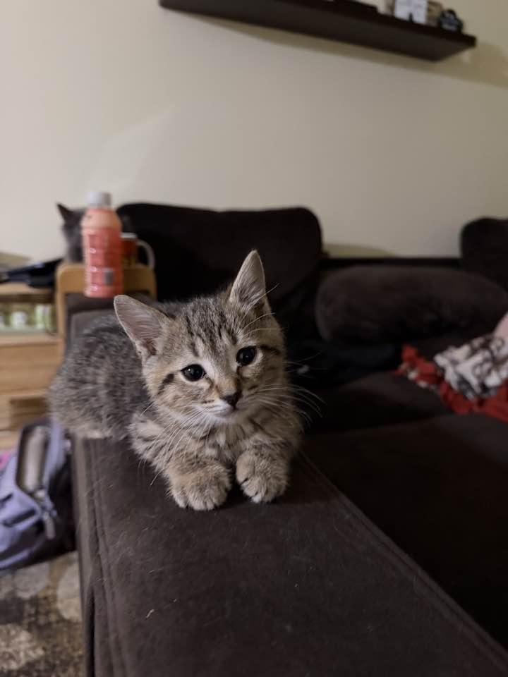Enlarge Phillip Carlyle, an adopted Domestic Short Hair in Cleveland, OH image 2/6
