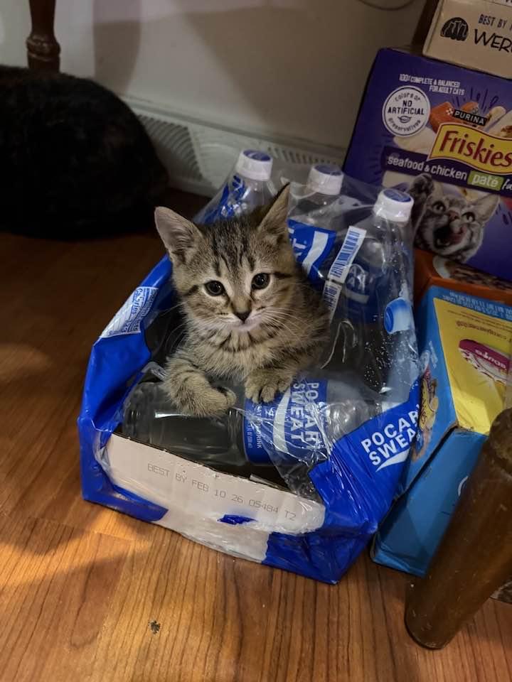 Enlarge Phillip Carlyle, an adopted Domestic Short Hair in Cleveland, OH image 1/6