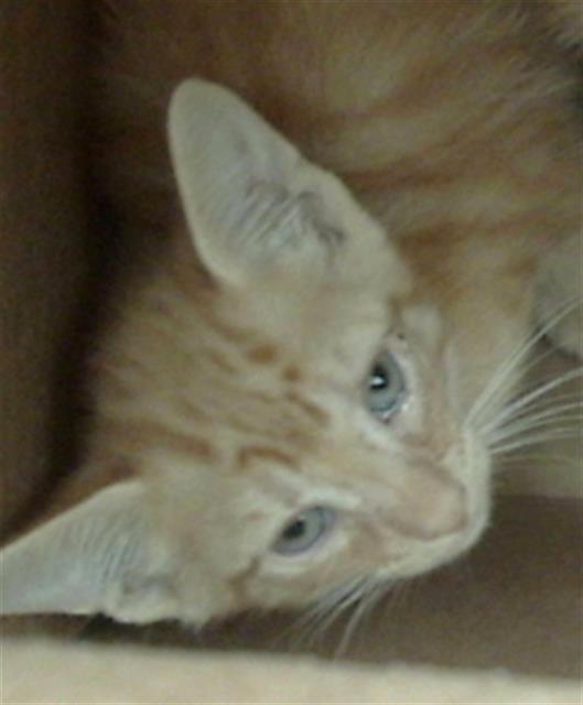 Enlarge HUNTER, a Adoptable Domestic Medium Hair in Dallas, TX image 1/1