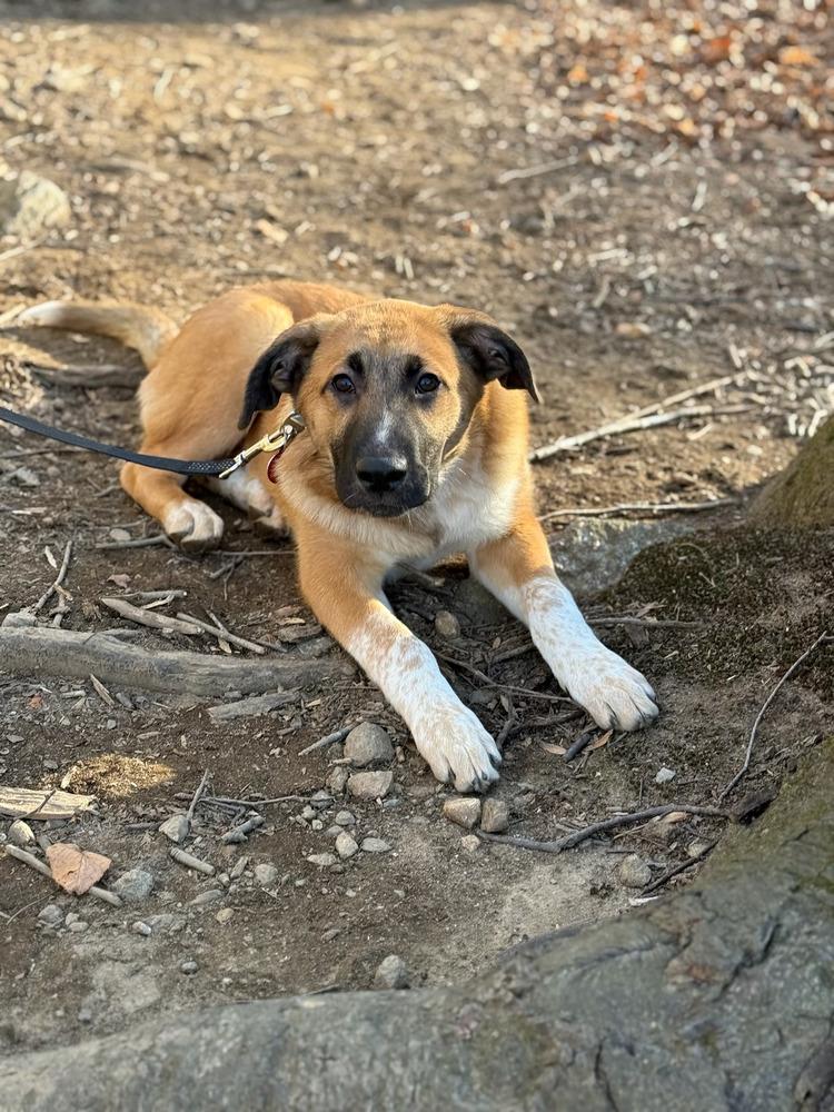 Pecan, Adoptable, Puppy Male Collie & Great Pyrenees.