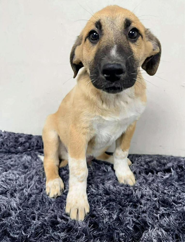 Enlarge Pecan, a Adoptable mixed breed in Manhattan, NY image 1/1