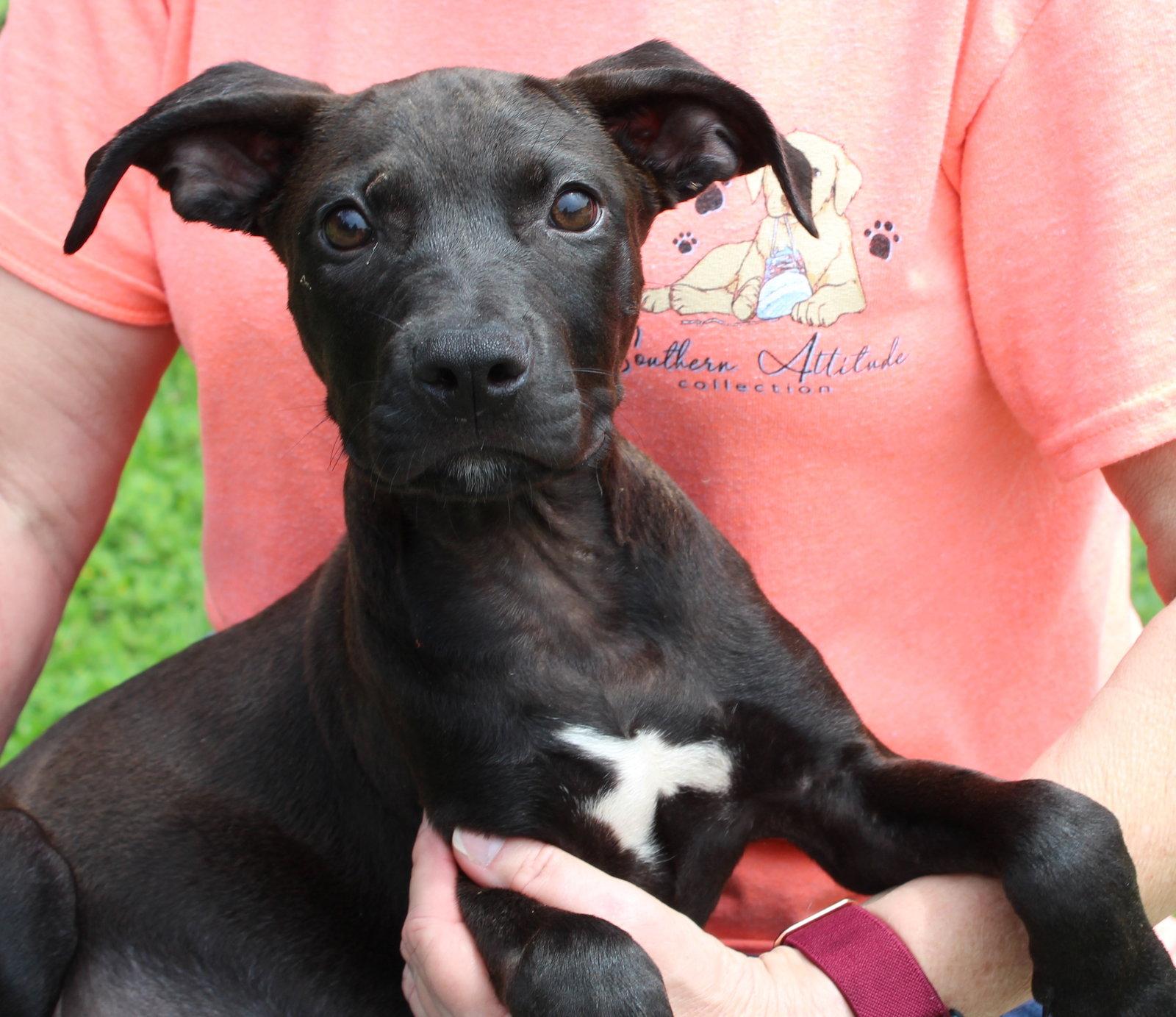 Rondo 43416, Adoptable, Young Male Black Labrador Retriever.
