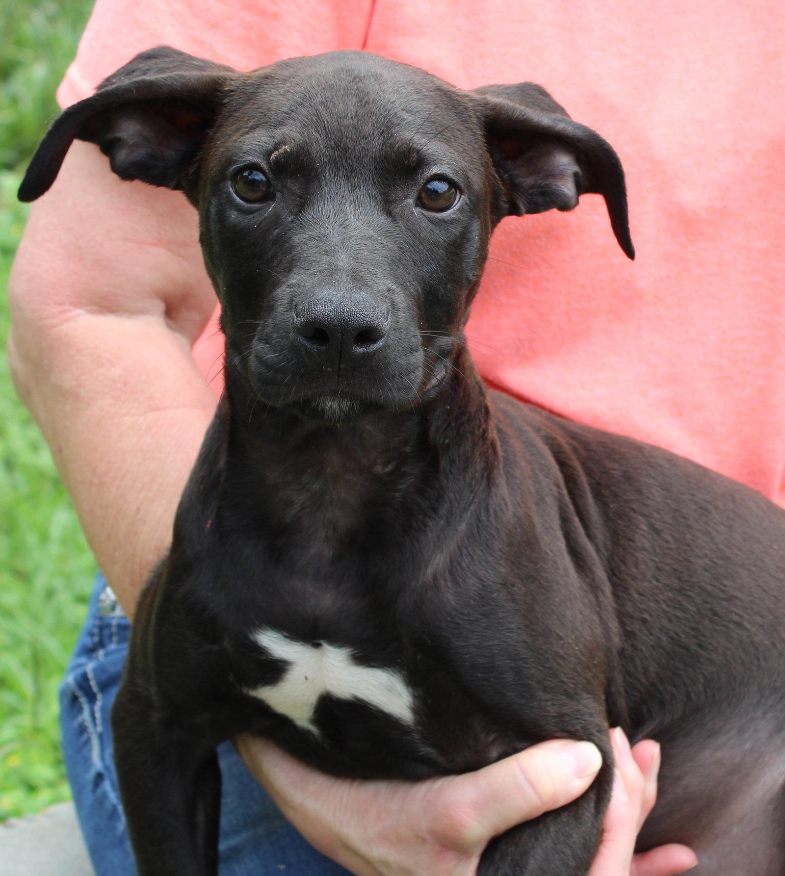 Rondo 43416, a Adoptable Black Labrador Retriever in Prattville, AL image 2/3