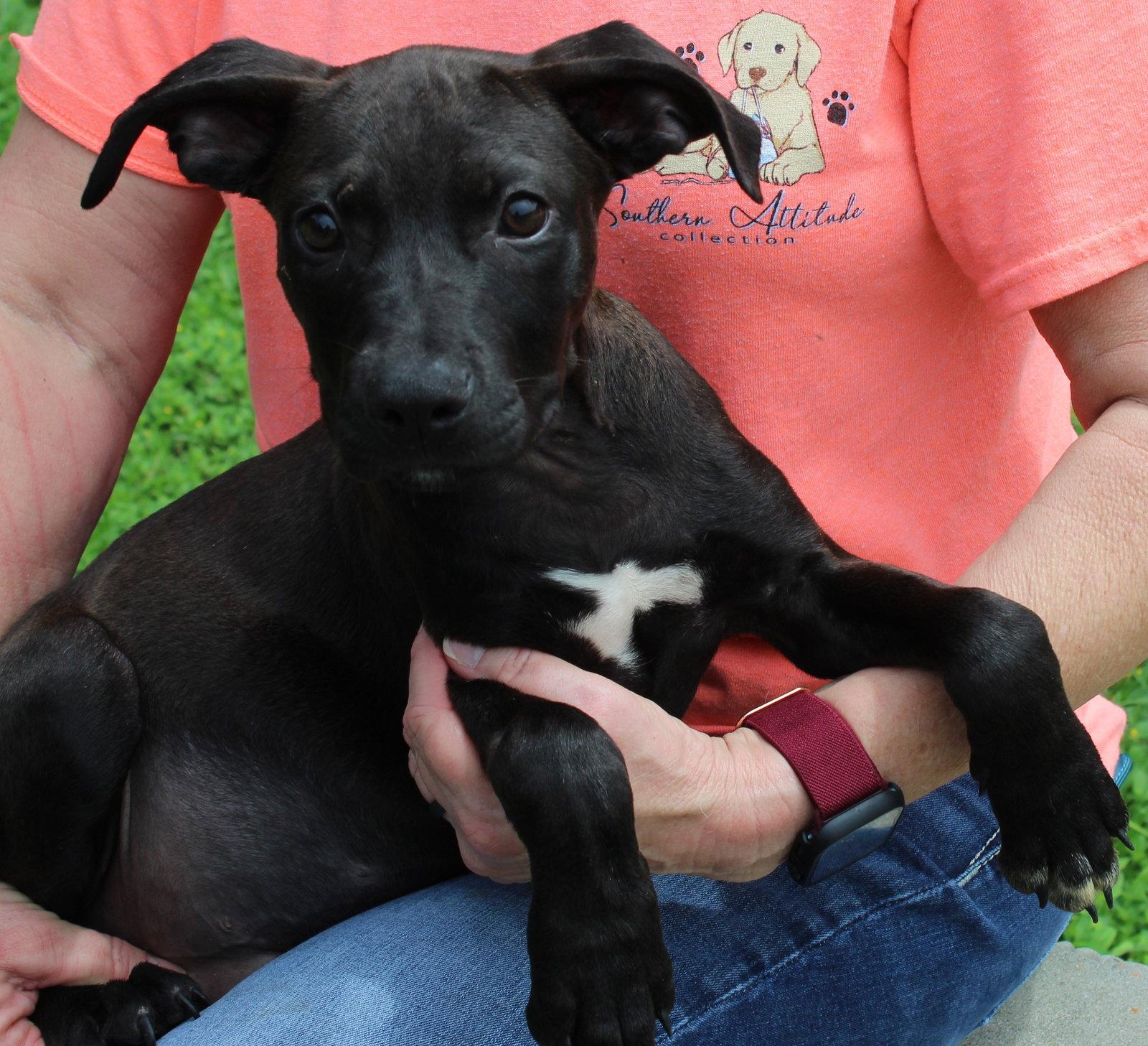 Rondo 43416, a Adoptable Black Labrador Retriever in Prattville, AL image 3/3