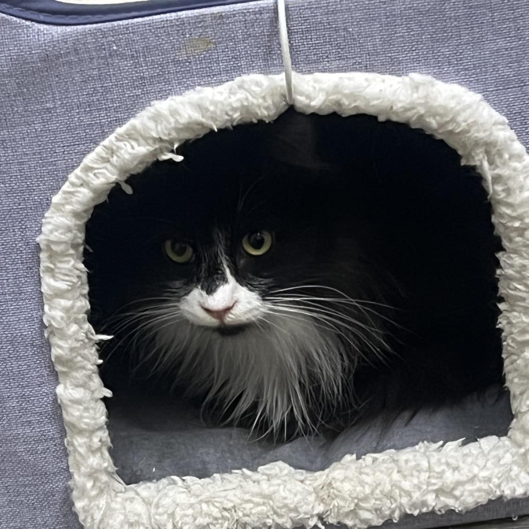 Hummus, Adoptable, Young Male Domestic Long Hair.