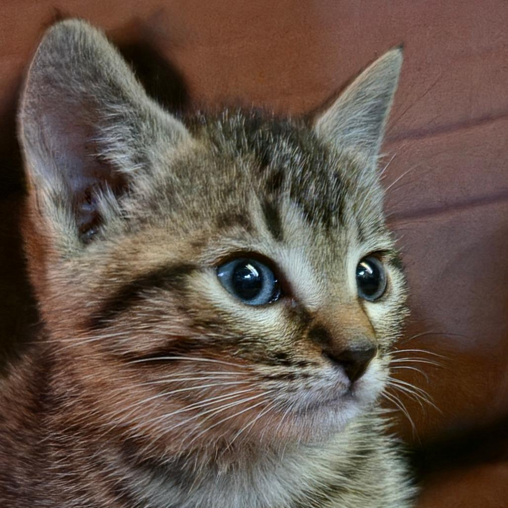 Enlarge Clover, a Adoptable Domestic Short Hair in Canton, NC image 1/5