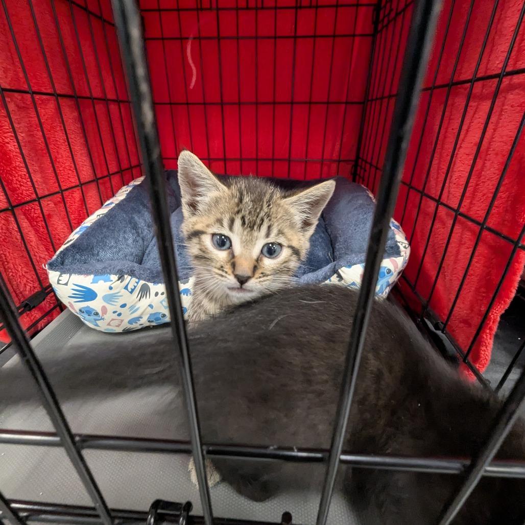 Enlarge Clover, a Adoptable Domestic Short Hair in Canton, NC image 2/5