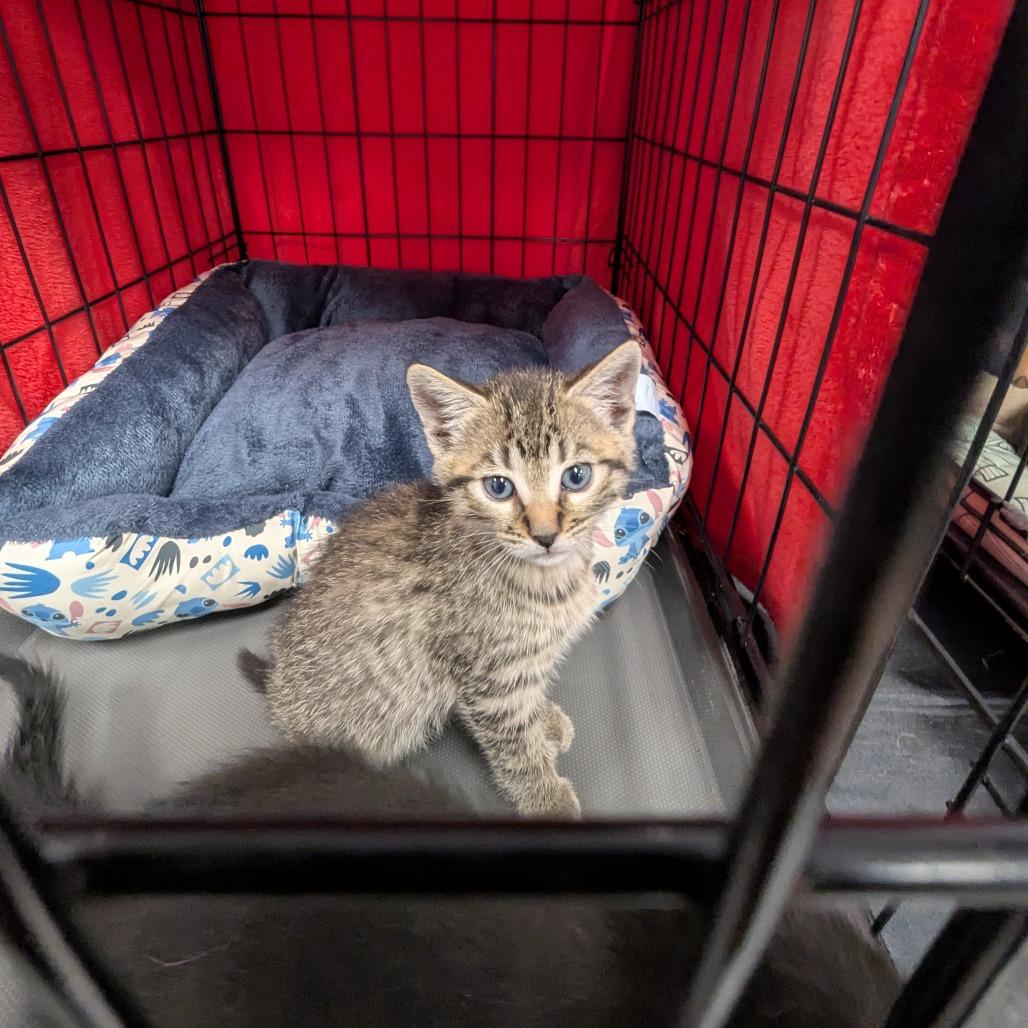 Enlarge Clover, a Adoptable Domestic Short Hair in Canton, NC image 3/5