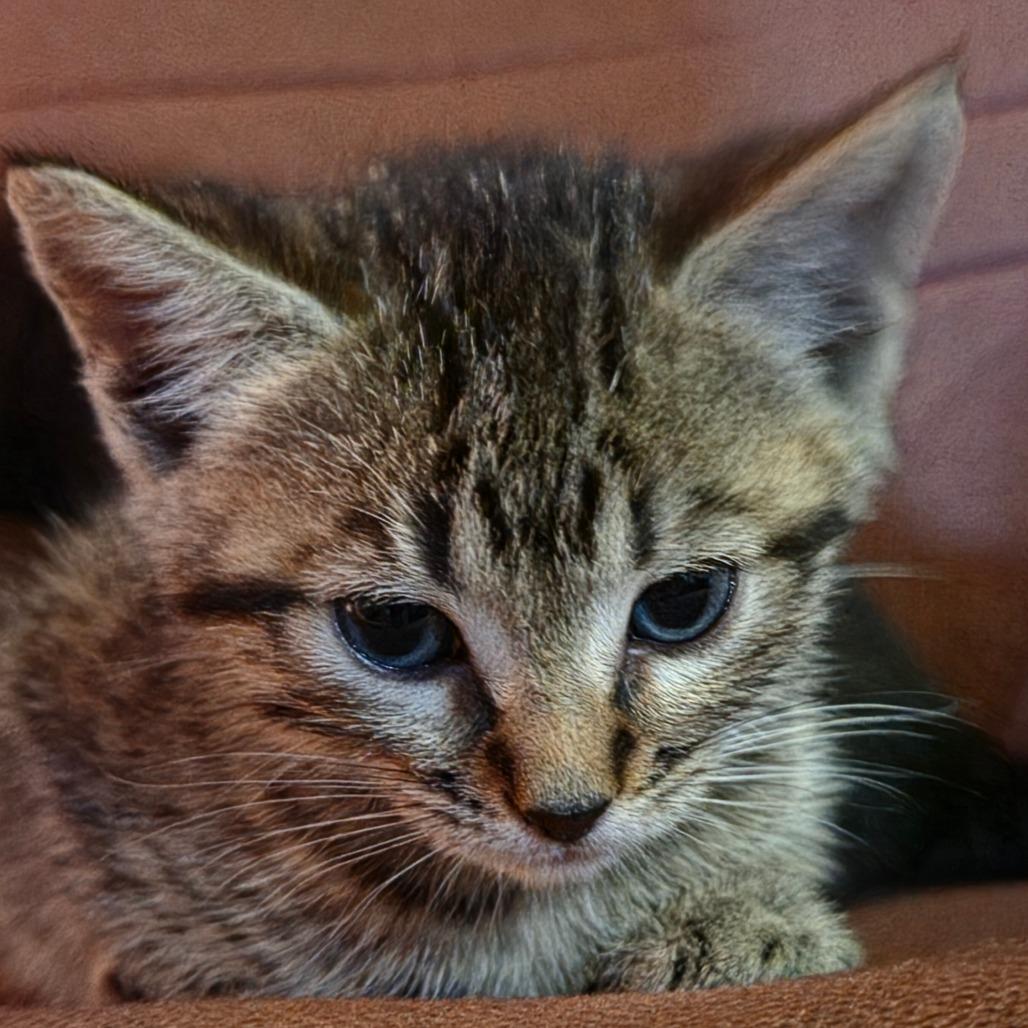 Enlarge Clover, a Adoptable Domestic Short Hair in Canton, NC image 4/5