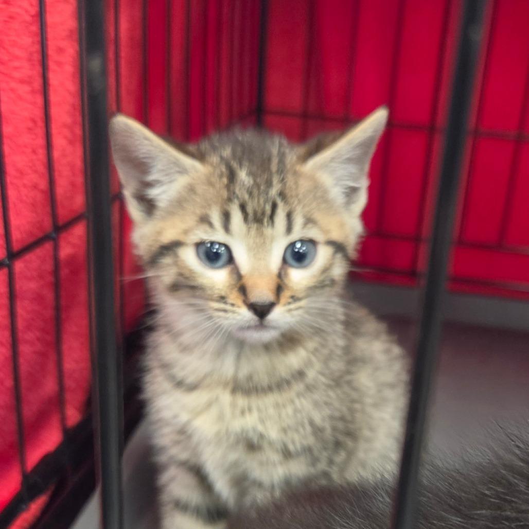 Enlarge Clover, a Adoptable Domestic Short Hair in Canton, NC image 5/5