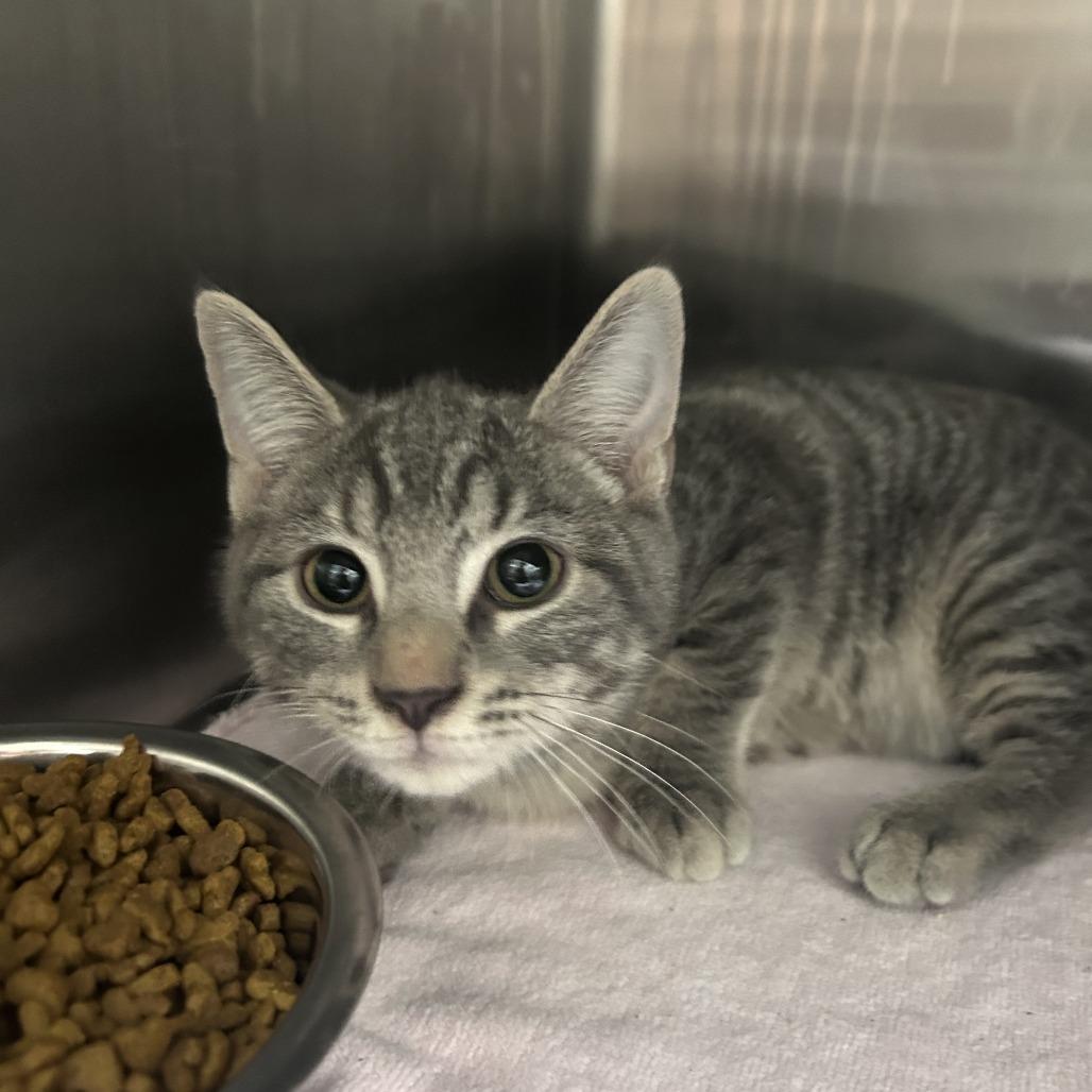 Beavis 26-0763, Adoptable, Kitten Male Domestic Short Hair.