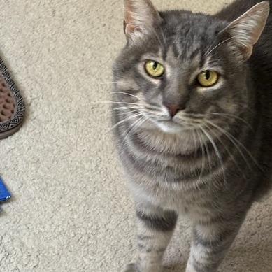 Enlarge Thomasino, a Adoptable Domestic Short Hair in Pacifica, CA image 2/6