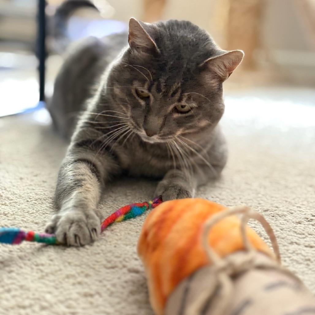 Enlarge Thomasino, a Adoptable Domestic Short Hair in Pacifica, CA image 4/6