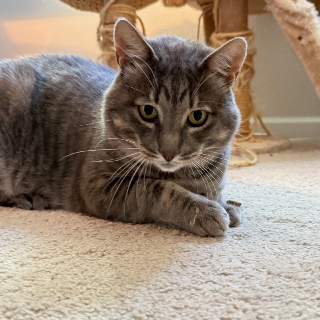 Thomasino, a Adoptable Domestic Short Hair in Pacifica, CA image 1/6