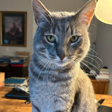 Thomasino, a Adoptable Domestic Short Hair in Pacifica, CA image 4/6