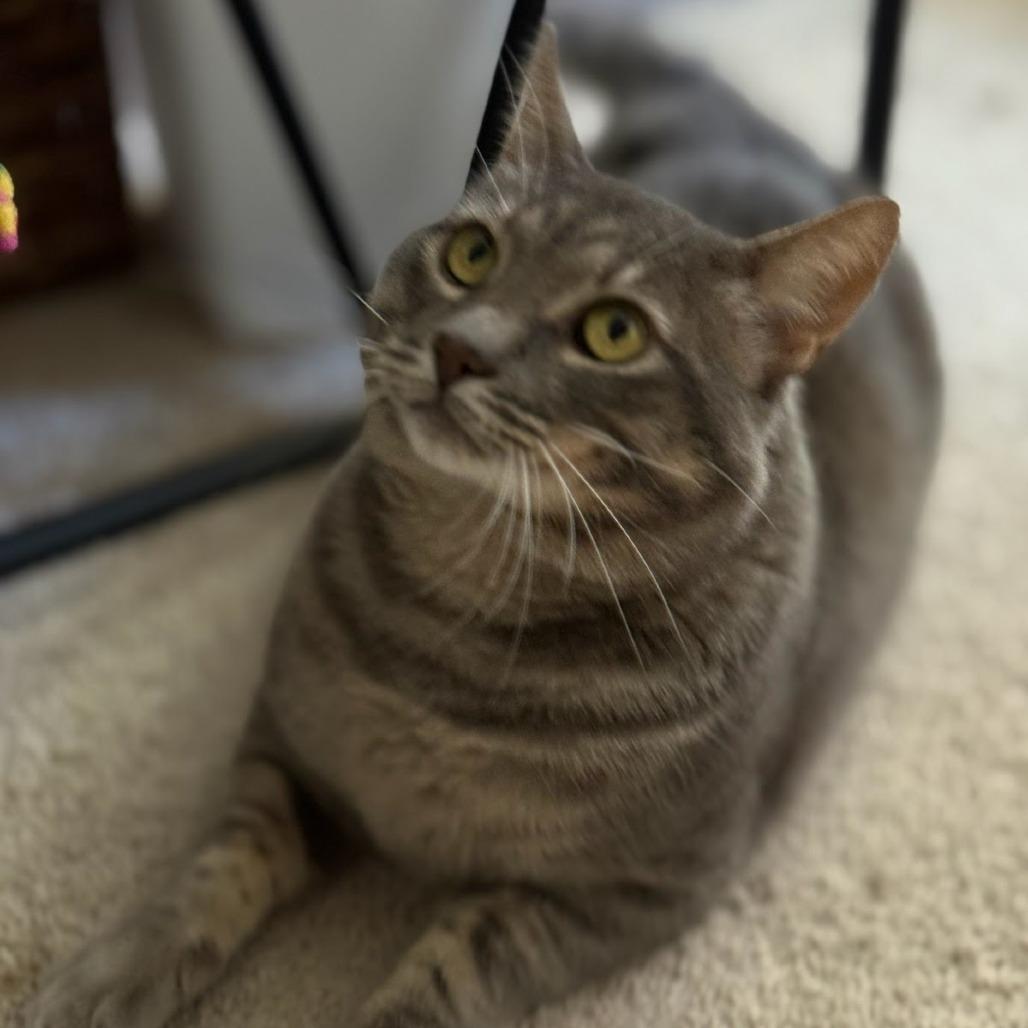 Thomasino, a Adoptable Domestic Short Hair in Pacifica, CA image 5/6