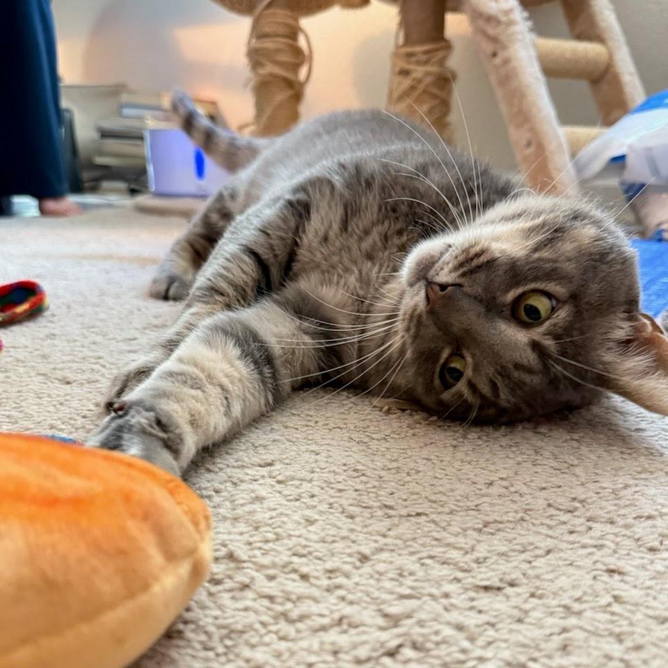 Thomasino, a Adoptable Domestic Short Hair in Pacifica, CA image 6/6