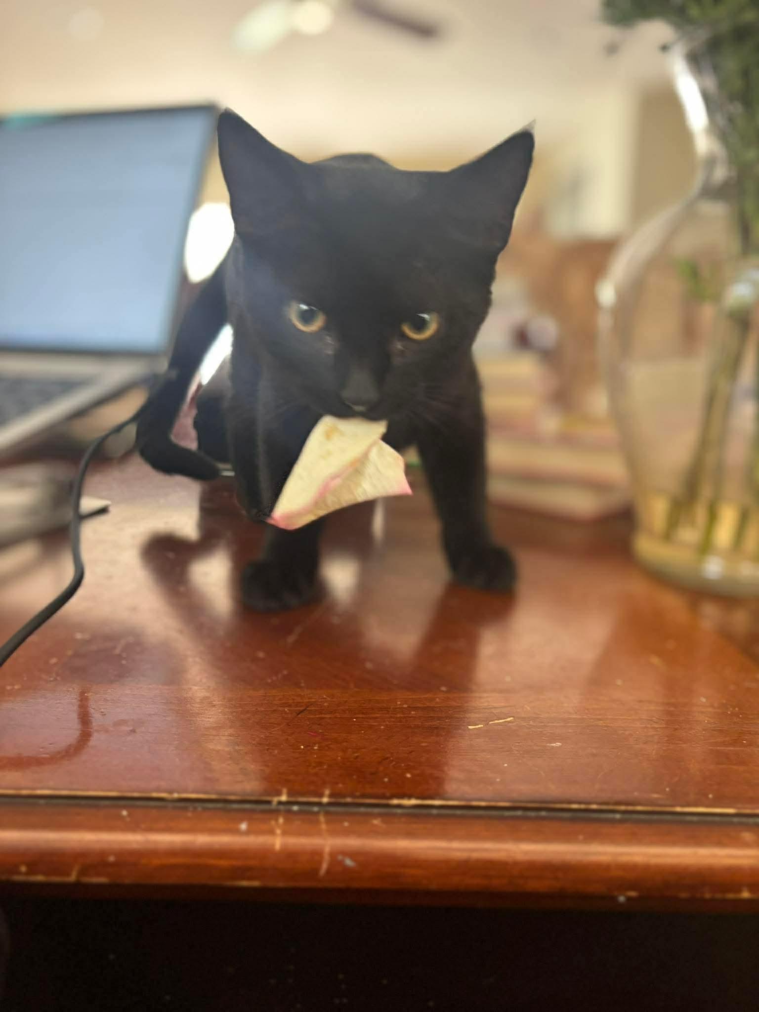 Harper, Adoptable, Young Male Domestic Short Hair.