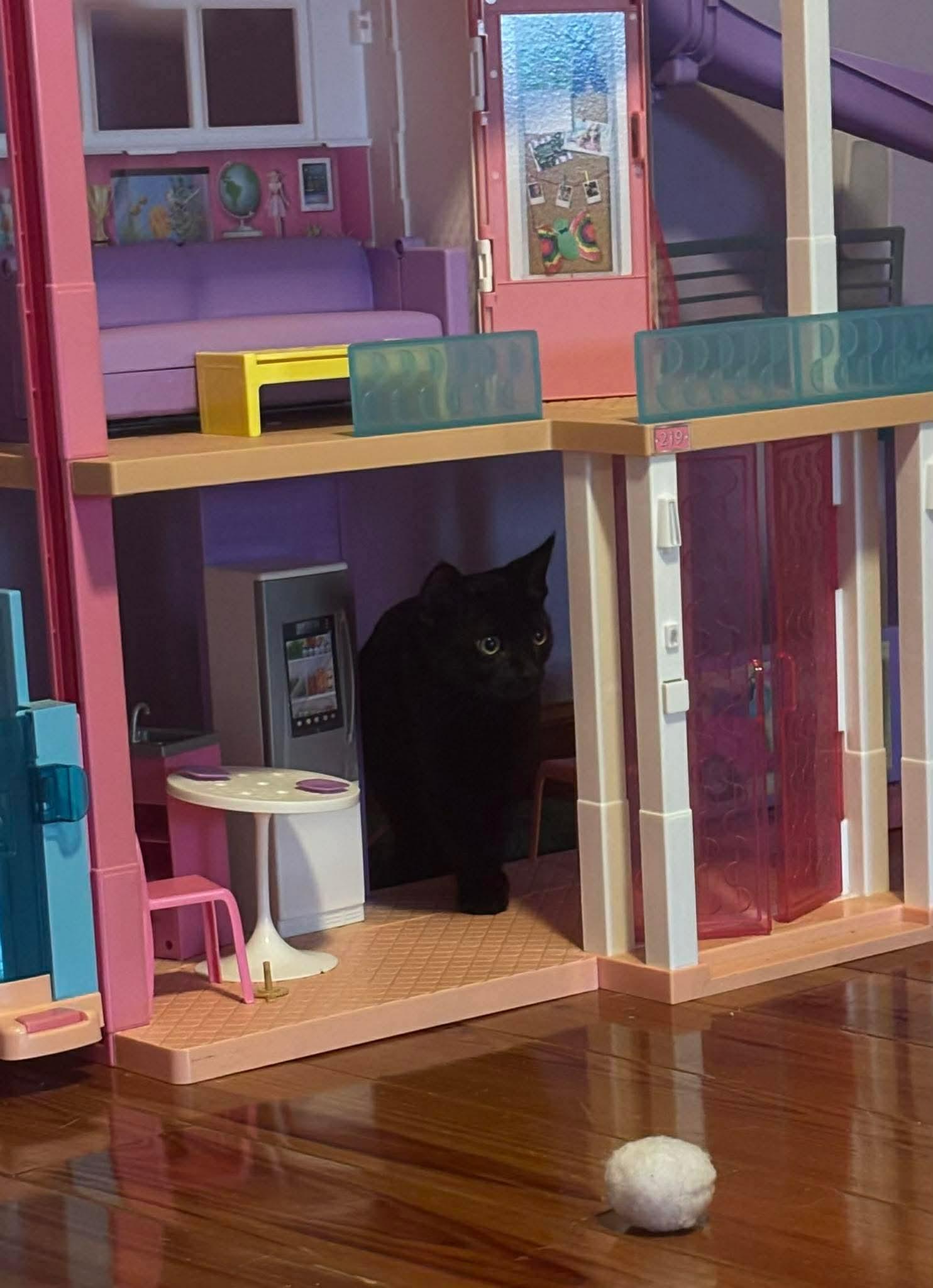 Enlarge Harper, a Adoptable Domestic Short Hair in Sicklerville , NJ image 2/3