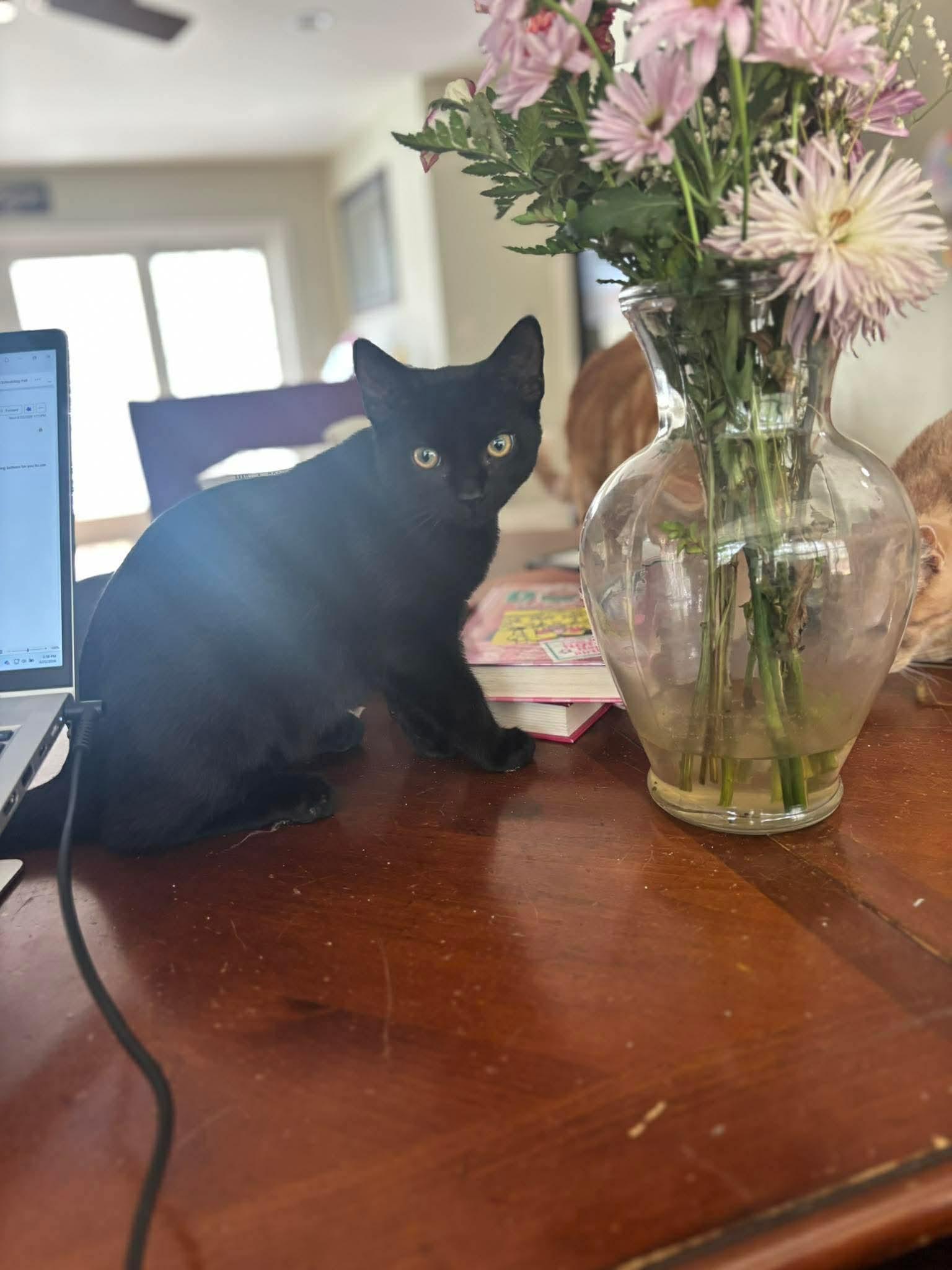 Enlarge Harper, a Adoptable Domestic Short Hair in Sicklerville , NJ image 3/3