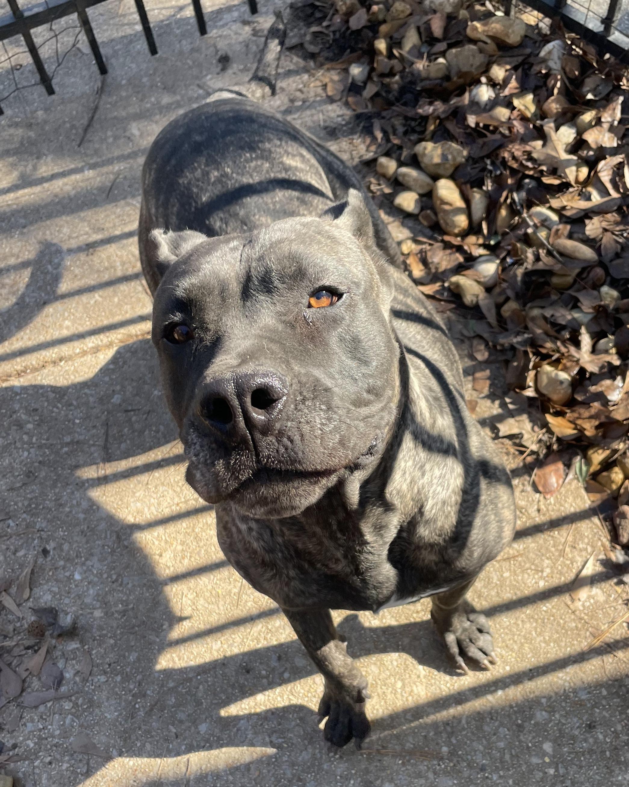 Enlarge Katana, a Adoptable Presa Canario in Norwood, GA image 5/5