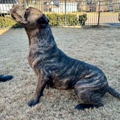 Enlarge Katana, a Adoptable Presa Canario in Norwood, GA image 1/5