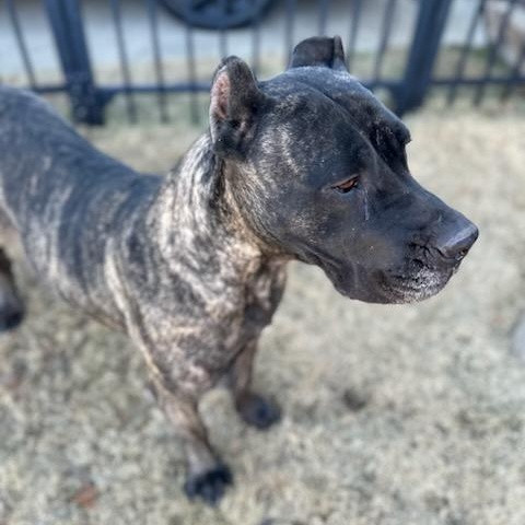 Enlarge Katana, a Adoptable Presa Canario in Norwood, GA image 4/5