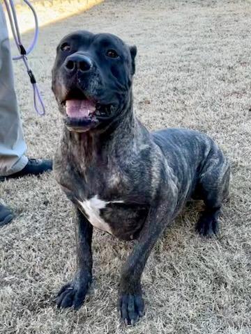 Enlarge Katana, a Adoptable Presa Canario in Norwood, GA image 3/5