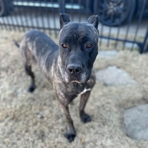 Enlarge Katana, a Adoptable Presa Canario in Norwood, GA image 2/5