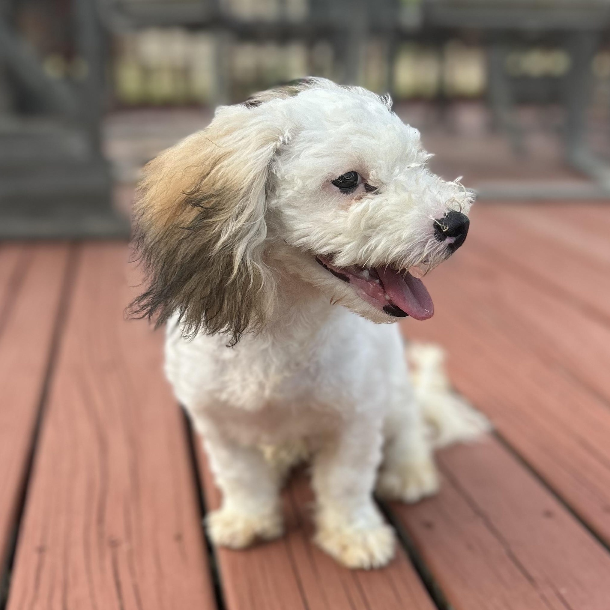 Marcel