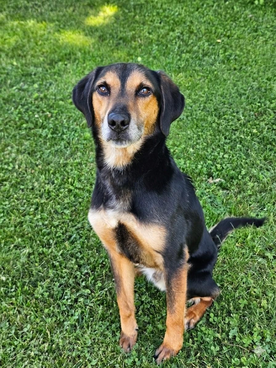 Cobra, an adopted mixed breed in Bay City, MI image 1/3