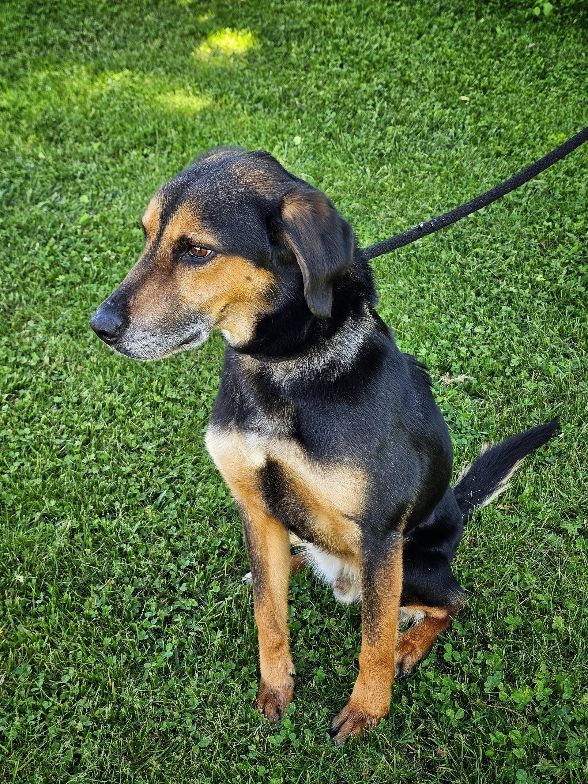 Cobra, an adopted mixed breed in Bay City, MI image 3/3