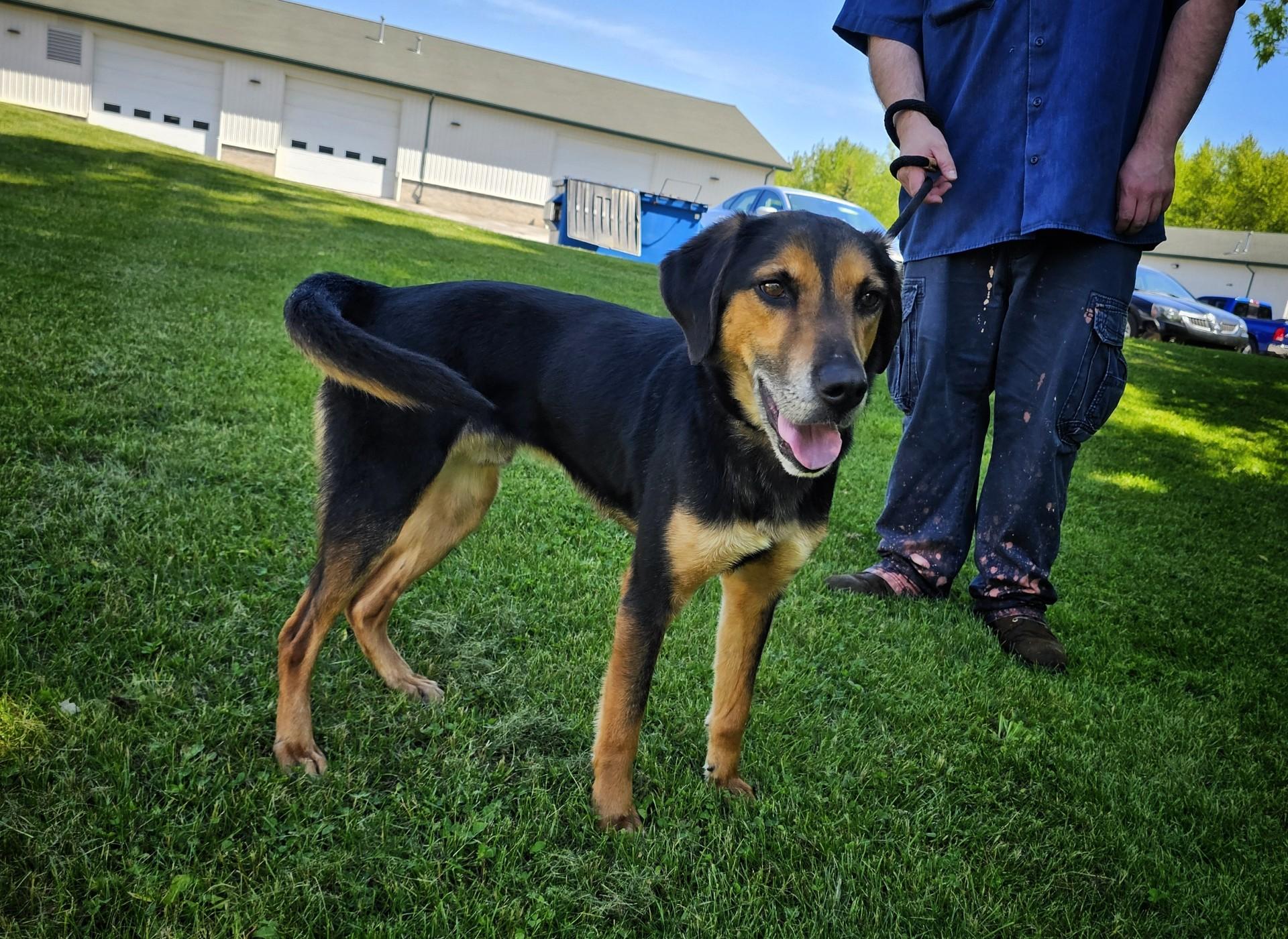 Cobra, an adopted mixed breed in Bay City, MI image 2/3