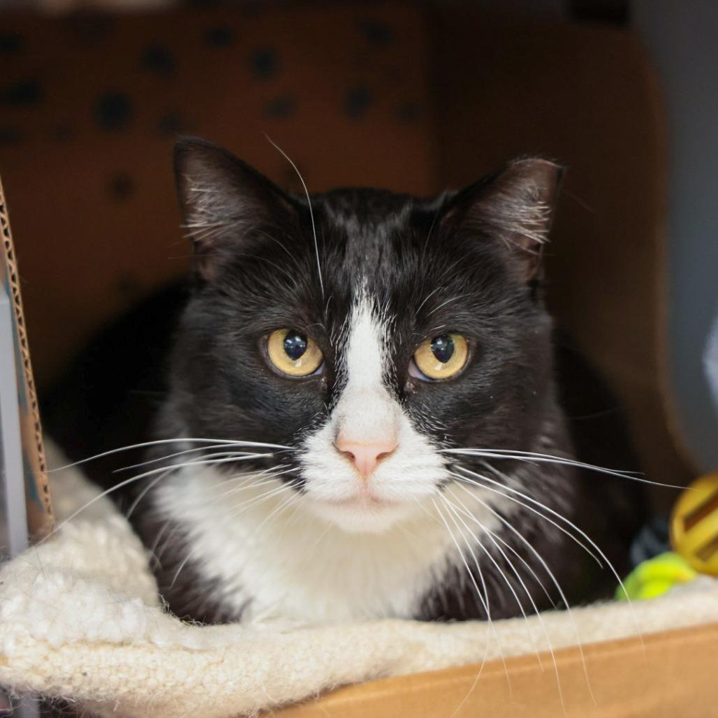Big Chungus, Adoptable, Adult Male Domestic Short Hair.