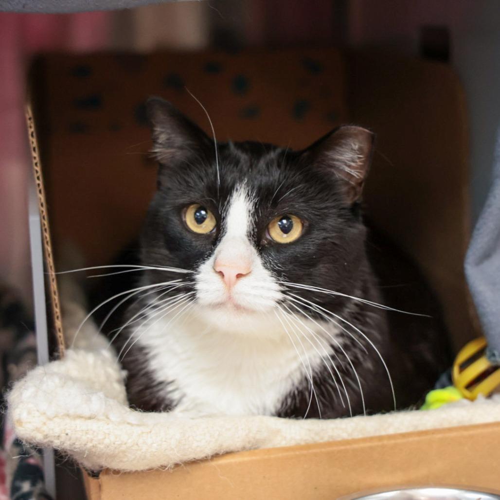 Enlarge Big Chungus, a Adoptable Domestic Short Hair in Buellton, CA image 2/2