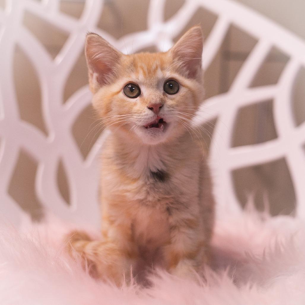 Twinkie, Adoptable, Kitten Female Domestic Short Hair.