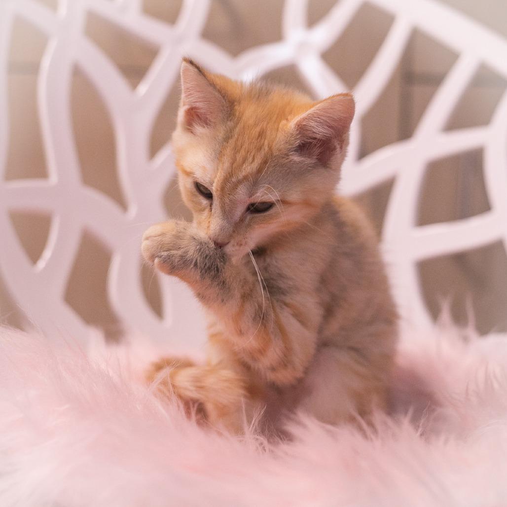 Enlarge Twinkie, a Adoptable Domestic Short Hair in Ponte Vedra, FL image 2/6