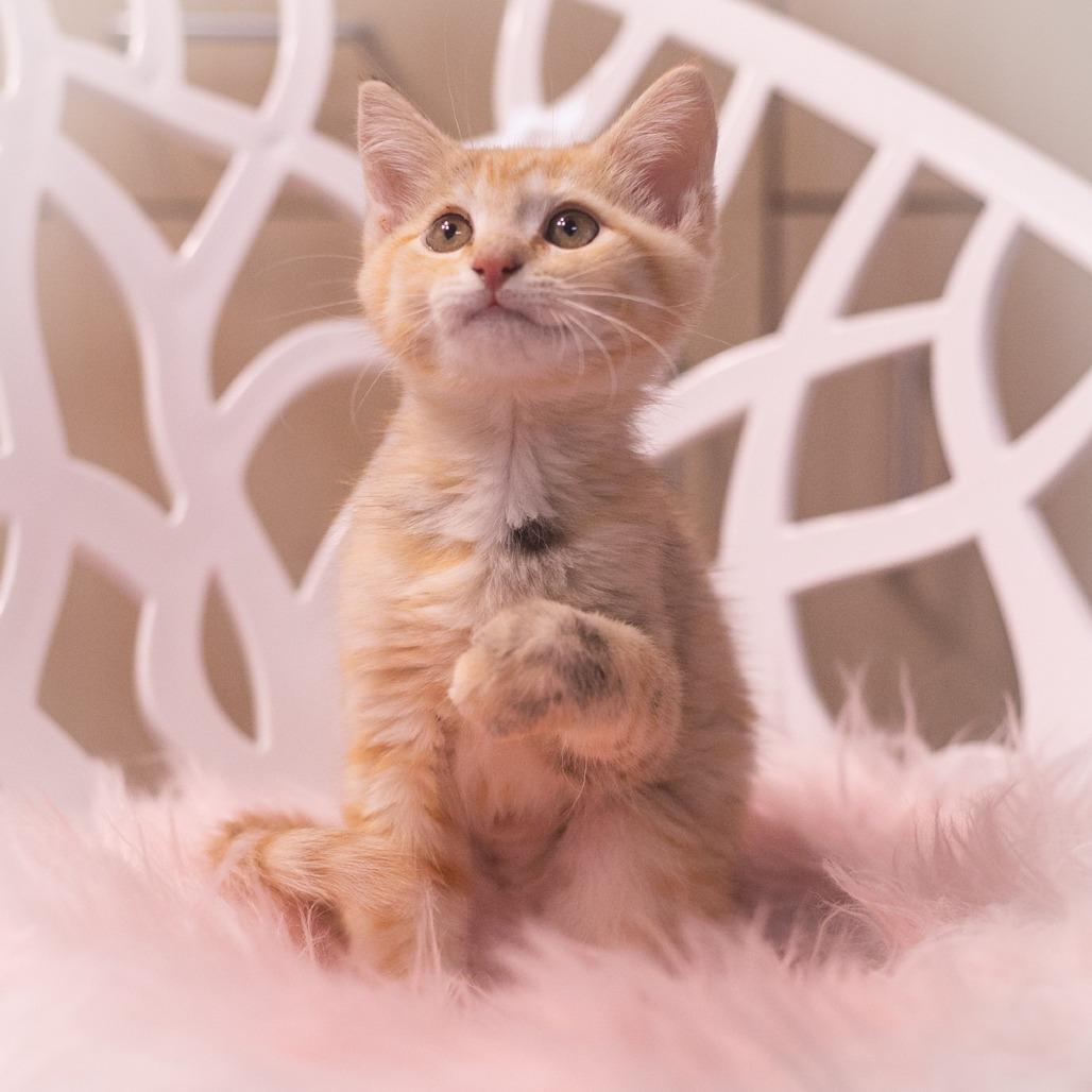 Enlarge Twinkie, a Adoptable Domestic Short Hair in Ponte Vedra, FL image 3/6