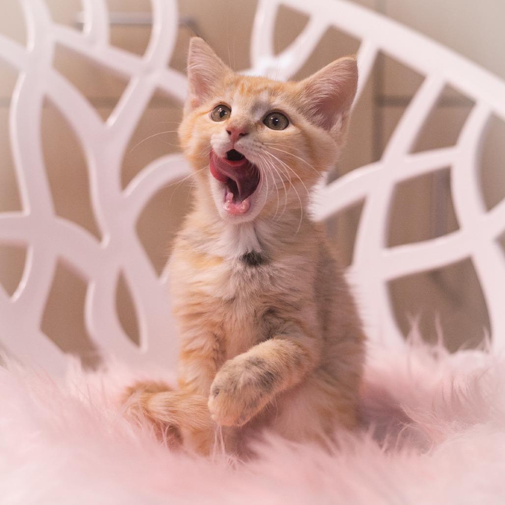 Enlarge Twinkie, a Adoptable Domestic Short Hair in Ponte Vedra, FL image 4/6