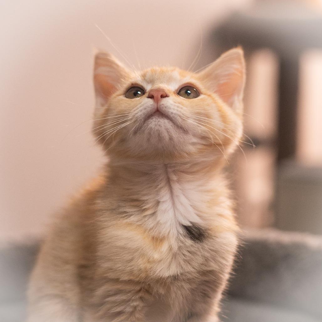 Enlarge Twinkie, a Adoptable Domestic Short Hair in Ponte Vedra, FL image 5/6