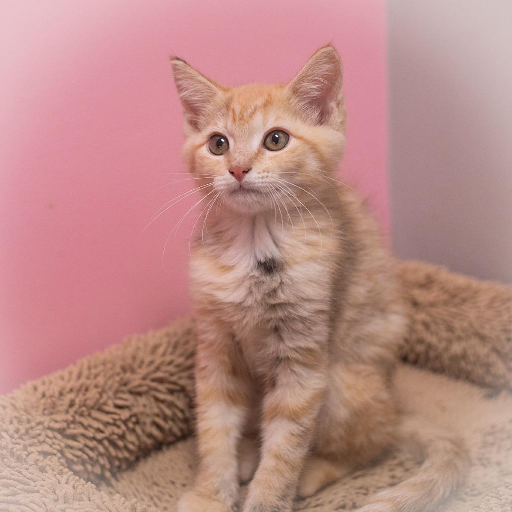 Enlarge Twinkie, a Adoptable Domestic Short Hair in Ponte Vedra, FL image 6/6