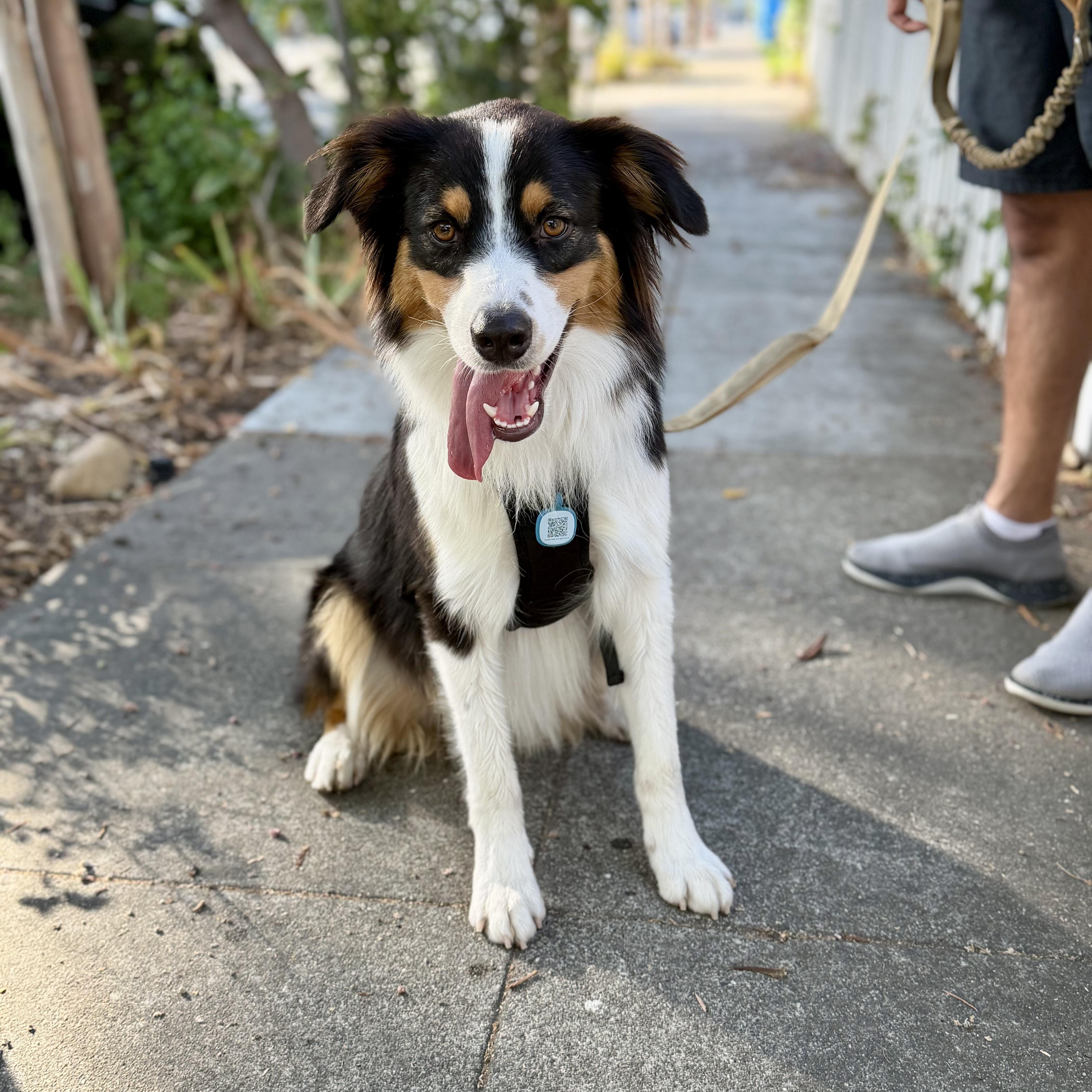 Enlarge Max, an adopted Australian Shepherd in Burlingame, CA image 1/5